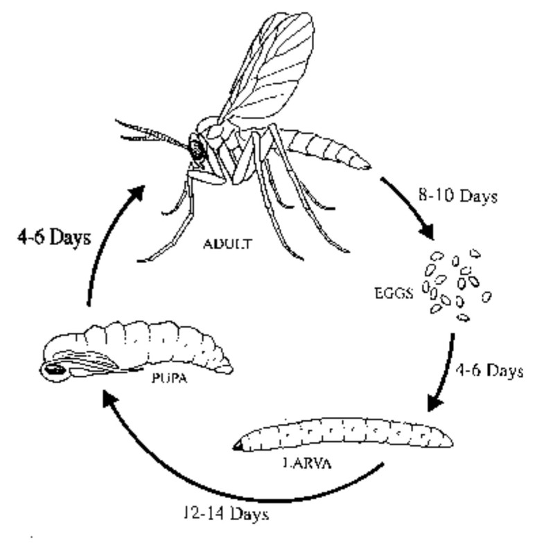 gnatlarvae.jpg