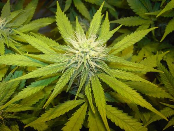 super-skunk-4-weeks-flower-cola.jpg