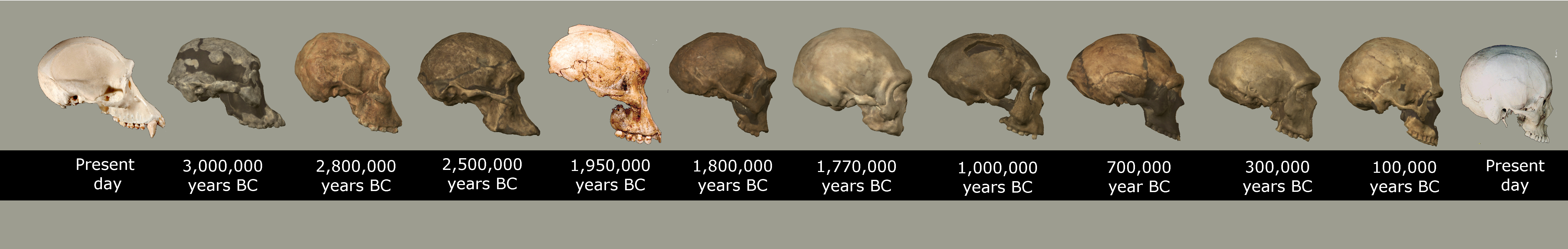 evolution.png