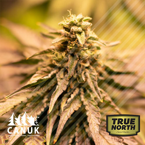 www.truenorthseedbank.com