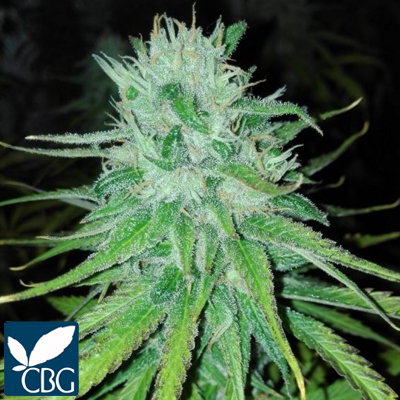 Choice-Michoacan-Cannabiogen-Seeds.jpg