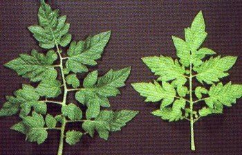 Nitrogen deficiency in Tomato (photo by https://www.haifa-group.com/knowledge_center/deficiencies/nutrients/macro_nutrients/n_nitrogen/)